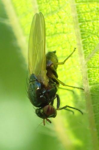 Calliopum sp.